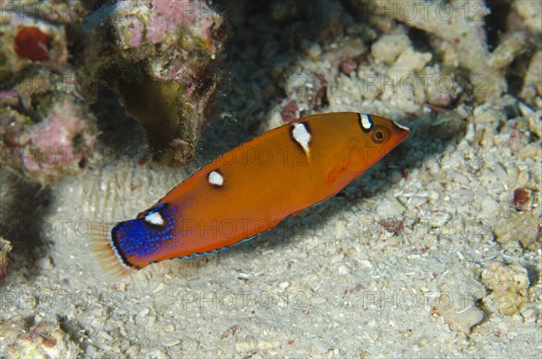 Yellowtail coris