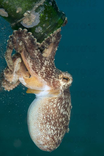 Coconut octopus