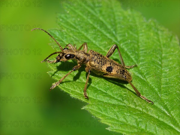 Black-spotted Longhorn Beetle