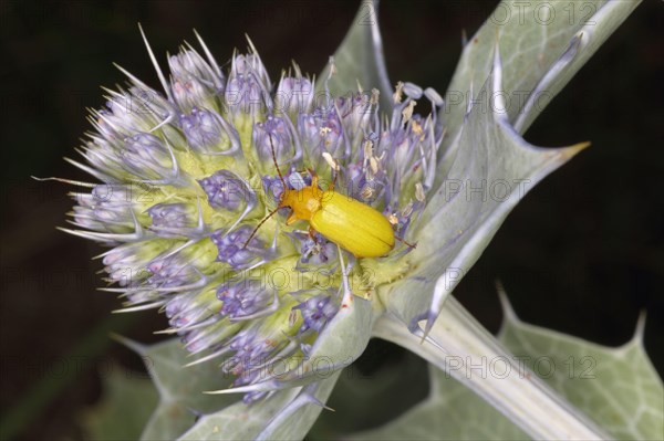 Sulphur beetle