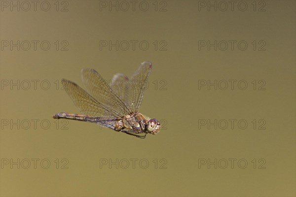 Common Darter