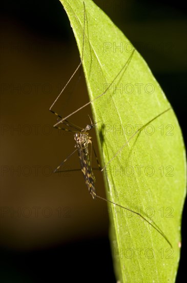 Ringed Mosquito