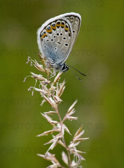 White Clover Blue