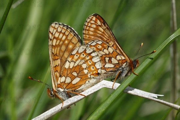 Scabiosa Fritillary