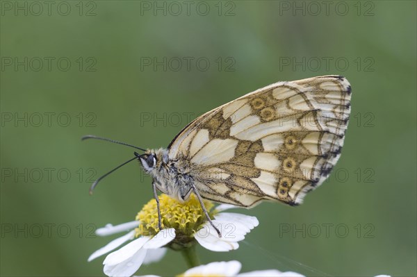 Marbled white