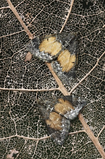 Common Marbled Carpet