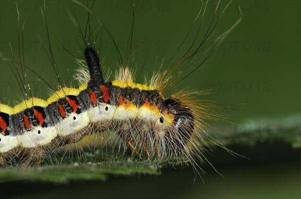 Caterpillar of the grey gray dagger