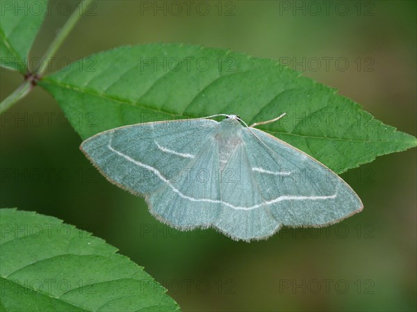 Green moorland heath moth