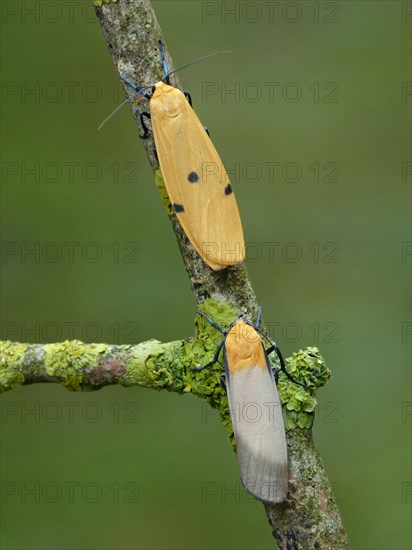 Four-spotted lichen bear