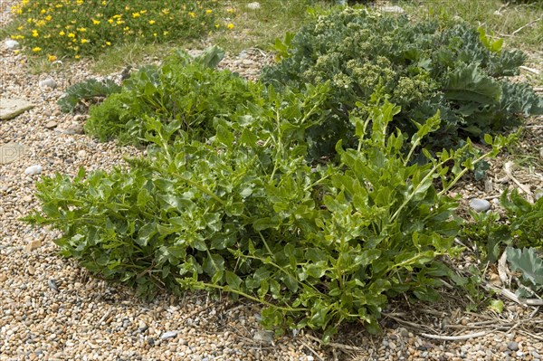 Sea beet