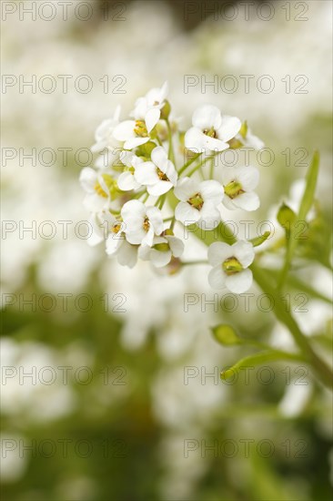 Alyssum