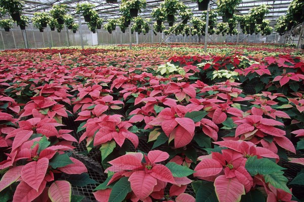 Poinsettia pulcherrima