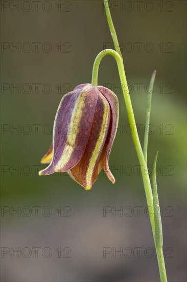 Portuguese fritillary