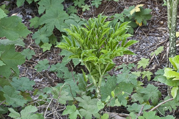 Elephant Yam