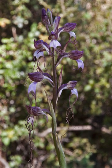Comper orchid