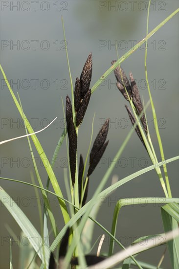 Common or black sedge