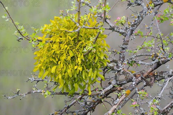 Mistletoe