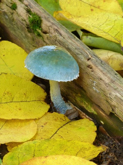 Verdigris Agaric