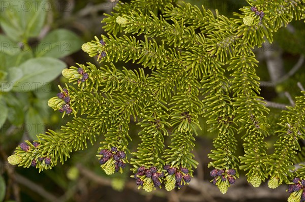 Subalpine abies lasiocarpa