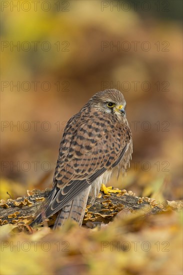 Common common kestrel