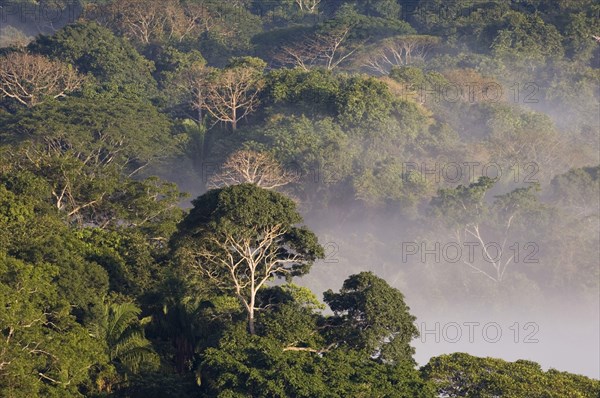 View over the misty lowland rainforest