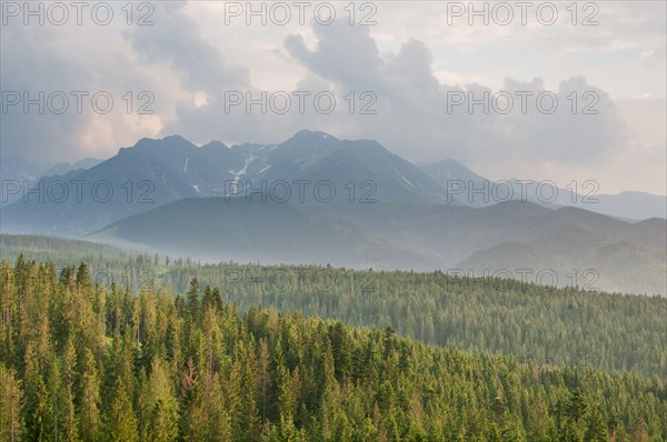 View over montane coniferous forest habitat at sunset