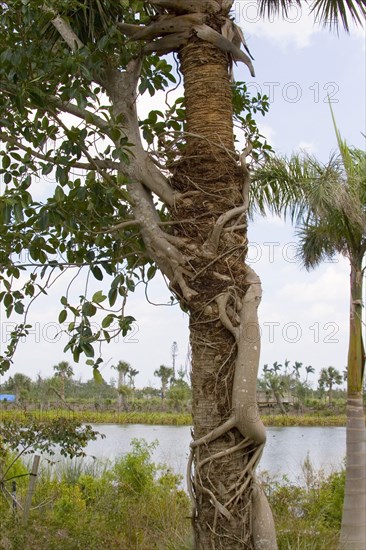 Strangler fig