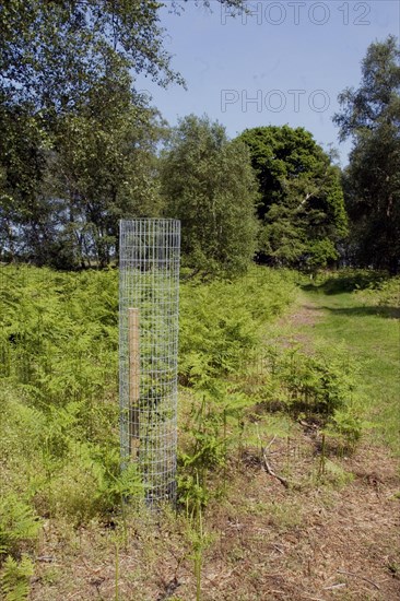 A deer guard protects a young oak tree growing in Captain's Wood Nature Reserve