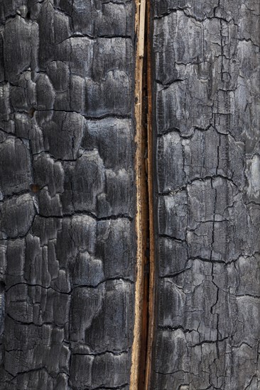 Close-up of a charred tree trunk burnt by a forest fire