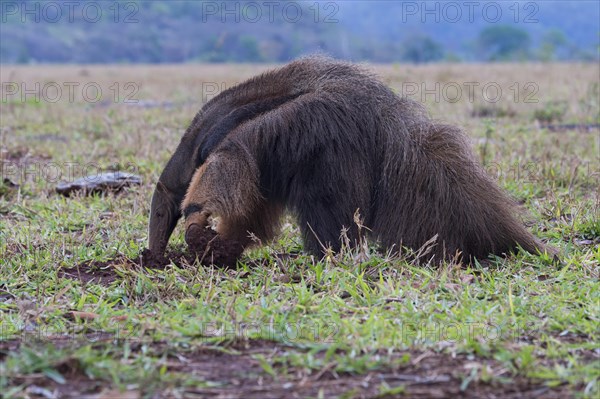 Giant anteater