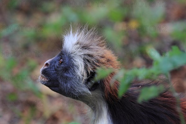 Red colobus monkey