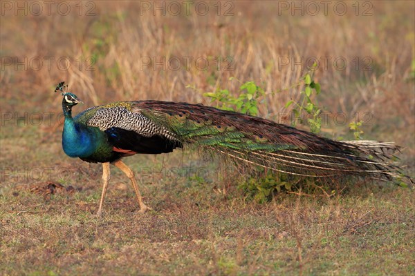 Indian peafowl