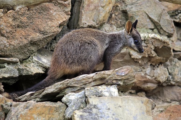 Brush-tailed rock-wallaby