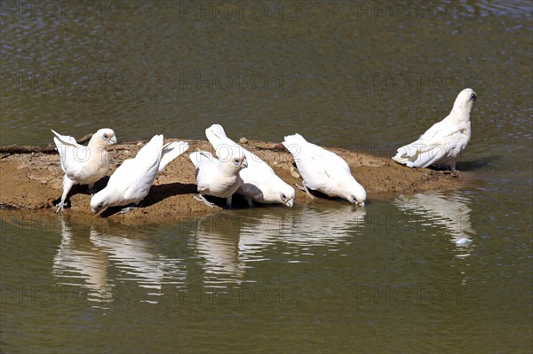 Little corella