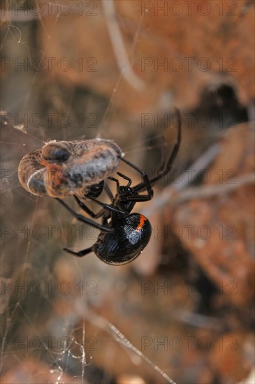 False widow