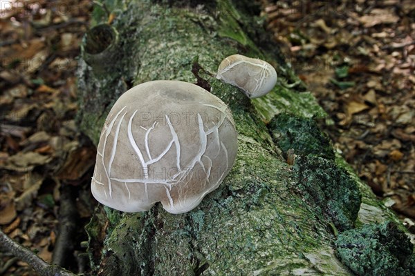 Birch polypore