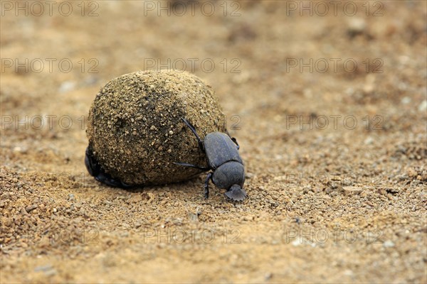 Dung beetle