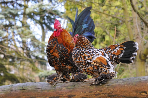 Feather-footed bantam