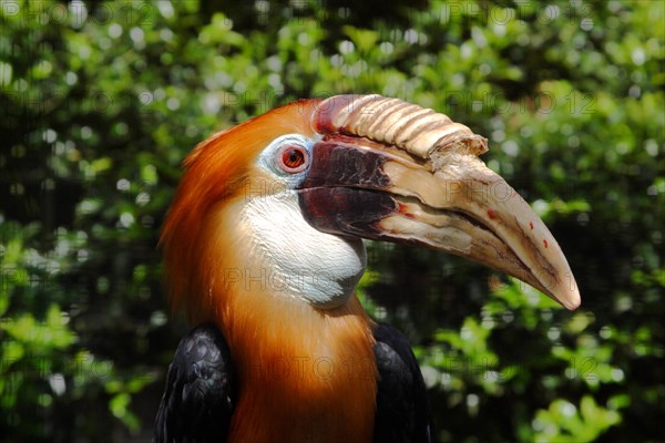 Papuan Hornbill