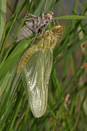 Black Tail Skimmer