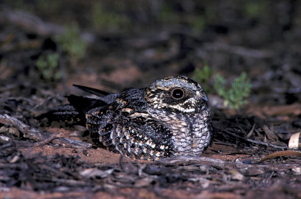 Spotted Nightjar