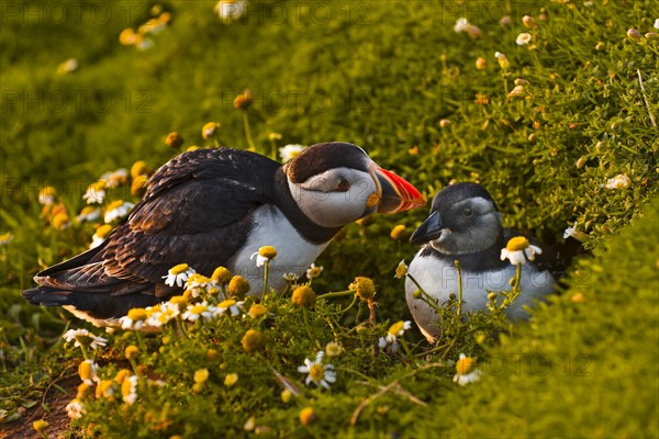 Puffin