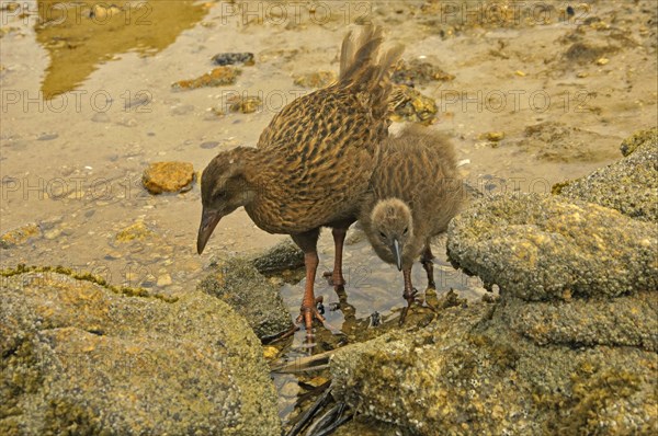 Stewart Island Weka