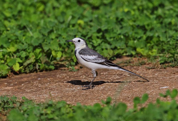 Black Wagtail