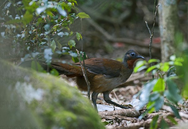 Brown-backed Lyrebird