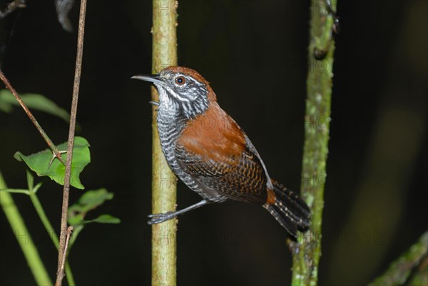 Riverside Wren