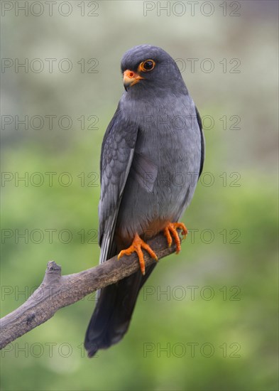 Red-footed Falcon