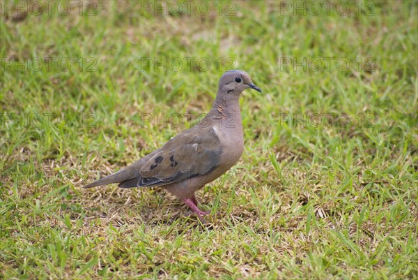 Eared dove