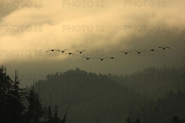 Canada Goose