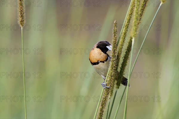 Chestnut-breasted Munia